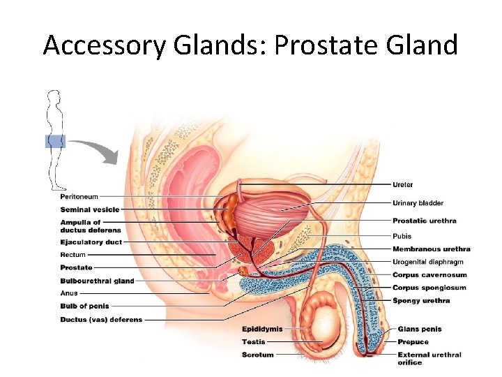 Accessory Glands: Prostate Gland 