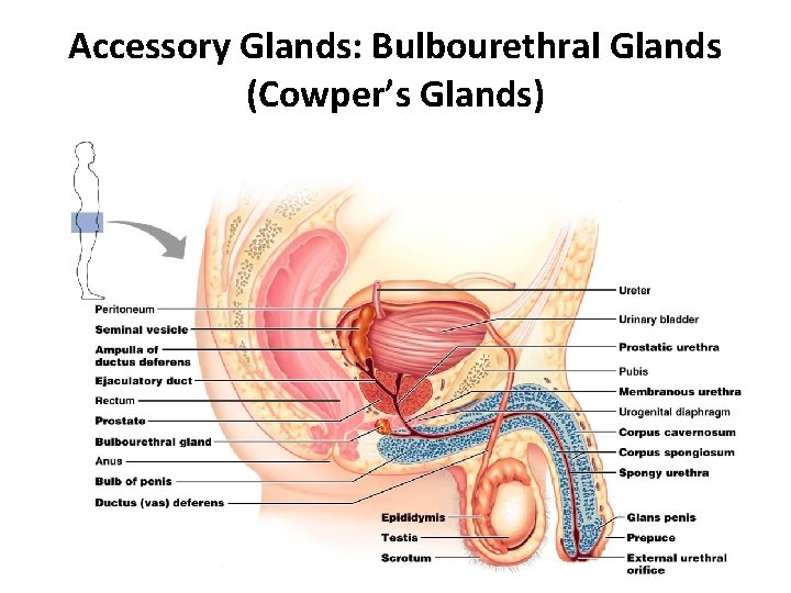 Accessory Glands: Bulbourethral Glands (Cowper’s Glands) 