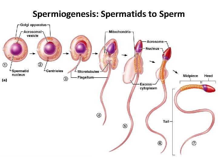 Spermiogenesis: Spermatids to Sperm 