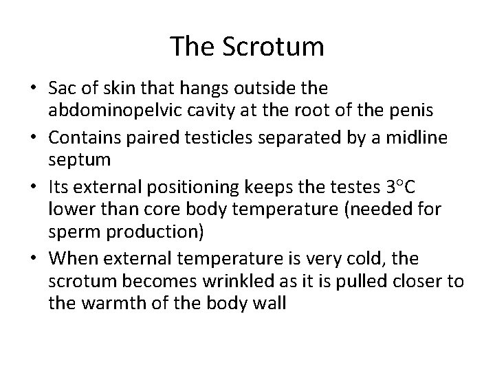 The Scrotum • Sac of skin that hangs outside the abdominopelvic cavity at the
