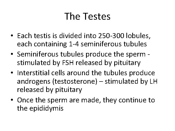 The Testes • Each testis is divided into 250 -300 lobules, each containing 1