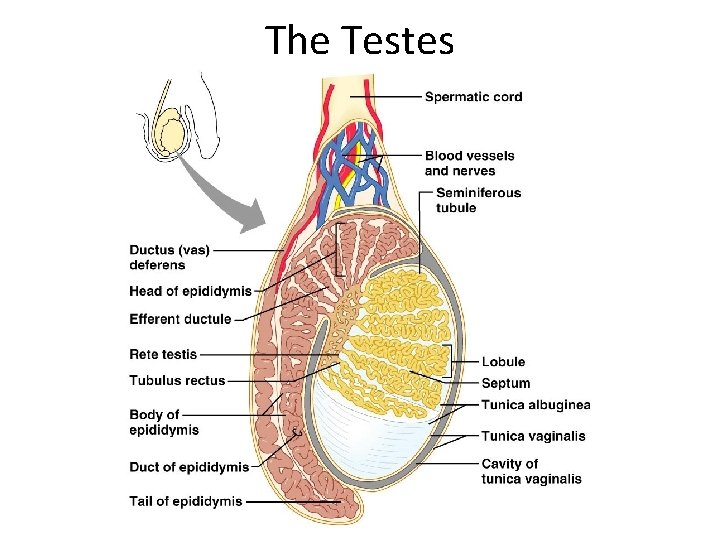 The Testes 