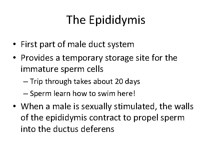 The Epididymis • First part of male duct system • Provides a temporary storage