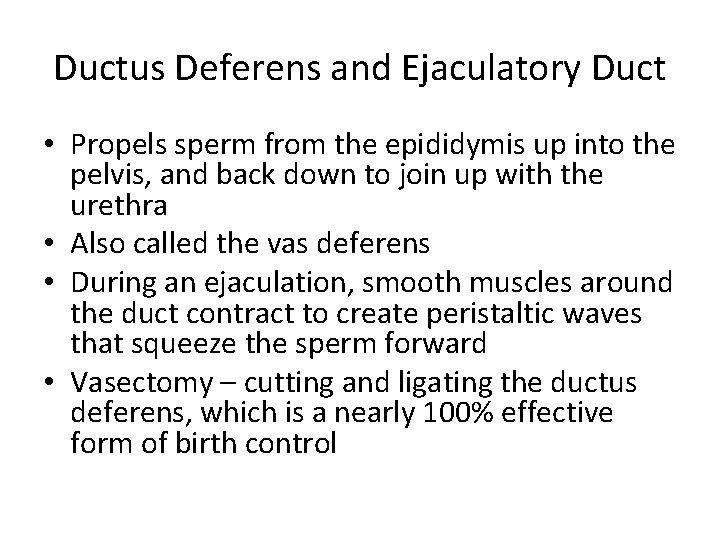 Ductus Deferens and Ejaculatory Duct • Propels sperm from the epididymis up into the
