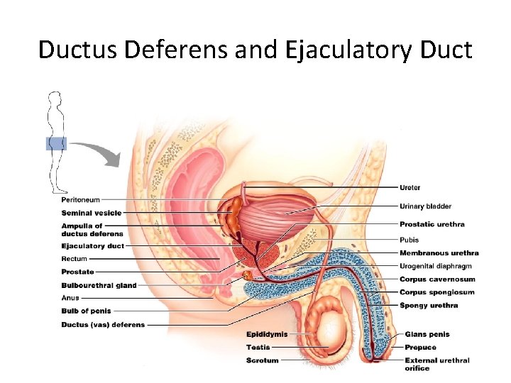 Ductus Deferens and Ejaculatory Duct 