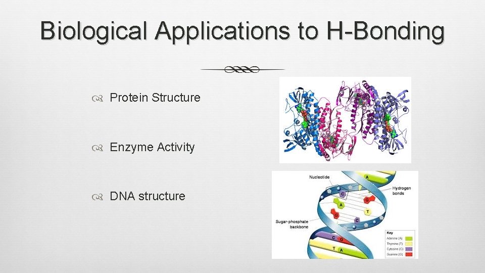 Biological Applications to H-Bonding Protein Structure Enzyme Activity DNA structure 