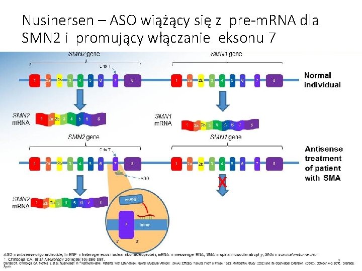 Nusinersen – ASO wiążący się z pre-m. RNA dla SMN 2 i promujący włączanie