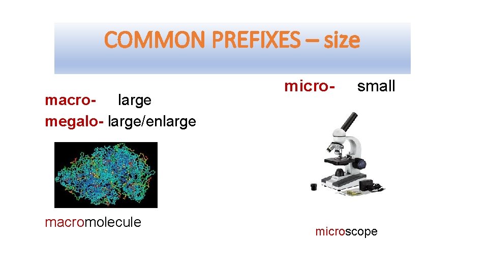 COMMON PREFIXES – size macro- large megalo- large/enlarge macromolecule micro- small microscope 