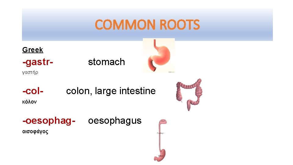 COMMON ROOTS Greek -gastr- stomach γαστήρ -col- colon, large intestine κόλον -oesophagοισοφάγος oesophagus 