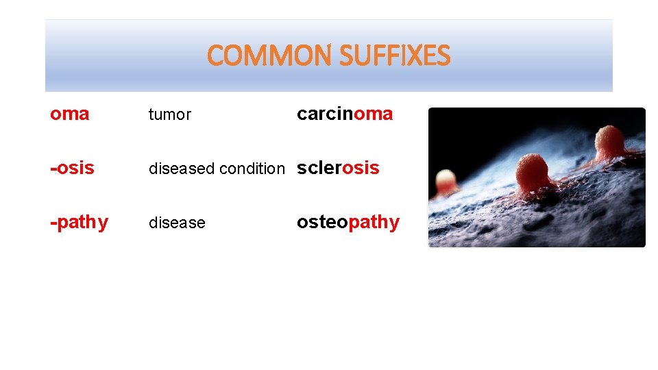 COMMON SUFFIXES oma tumor carcinoma -osis diseased condition sclerosis -pathy disease osteopathy 