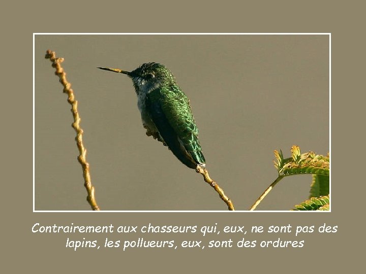 Contrairement aux chasseurs qui, eux, ne sont pas des lapins, les pollueurs, eux, sont