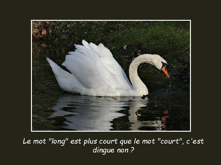 Le mot "long" est plus court que le mot "court", c'est dingue non ?