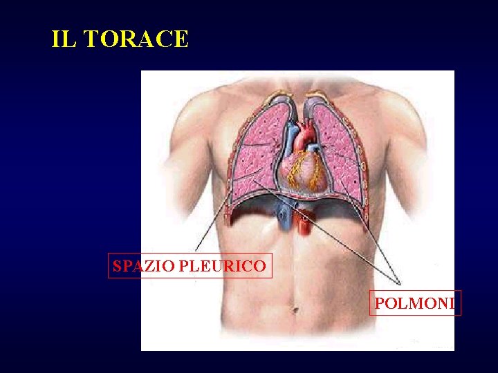 IL TORACE SPAZIO PLEURICO POLMONI 