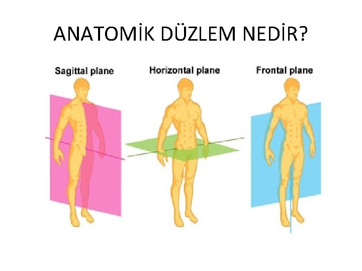 ANATOMİK DÜZLEM NEDİR? 