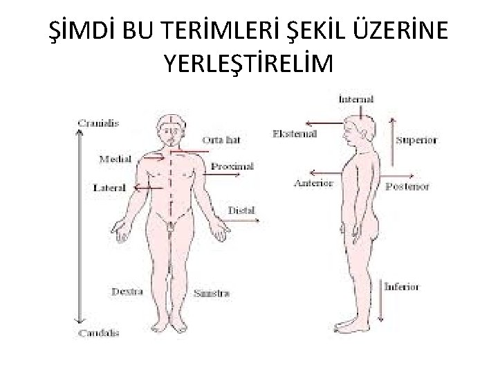 ŞİMDİ BU TERİMLERİ ŞEKİL ÜZERİNE YERLEŞTİRELİM 