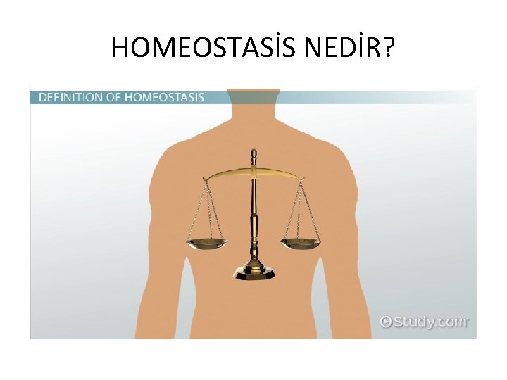 HOMEOSTASİS NEDİR? 