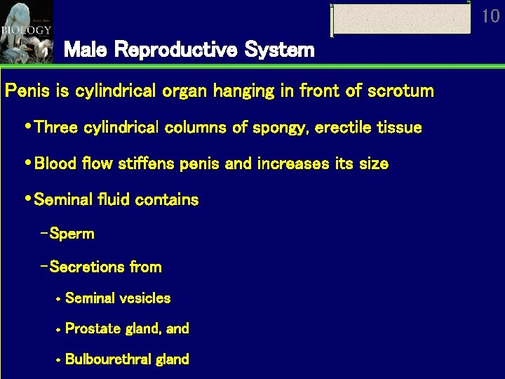 10 Male Reproductive System Penis is cylindrical organ hanging in front of scrotum Three