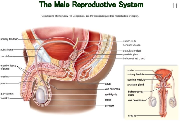 The Male Reproductive System 11 