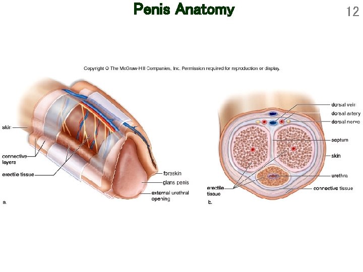 Penis Anatomy 12 