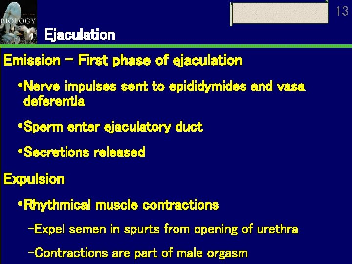 13 Ejaculation Emission - First phase of ejaculation Nerve impulses sent to epididymides and