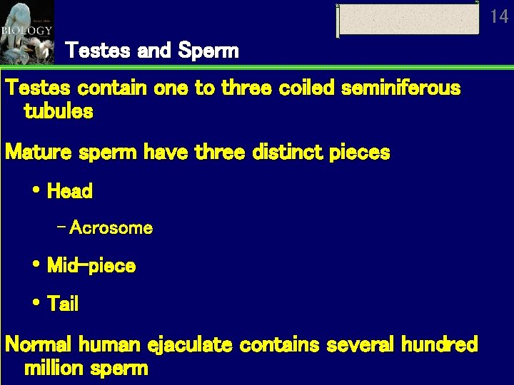 14 Testes and Sperm Testes contain one to three coiled seminiferous tubules Mature sperm
