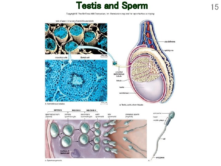 Testis and Sperm 15 