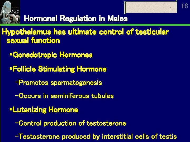 16 Hormonal Regulation in Males Hypothalamus has ultimate control of testicular sexual function Gonadotropic