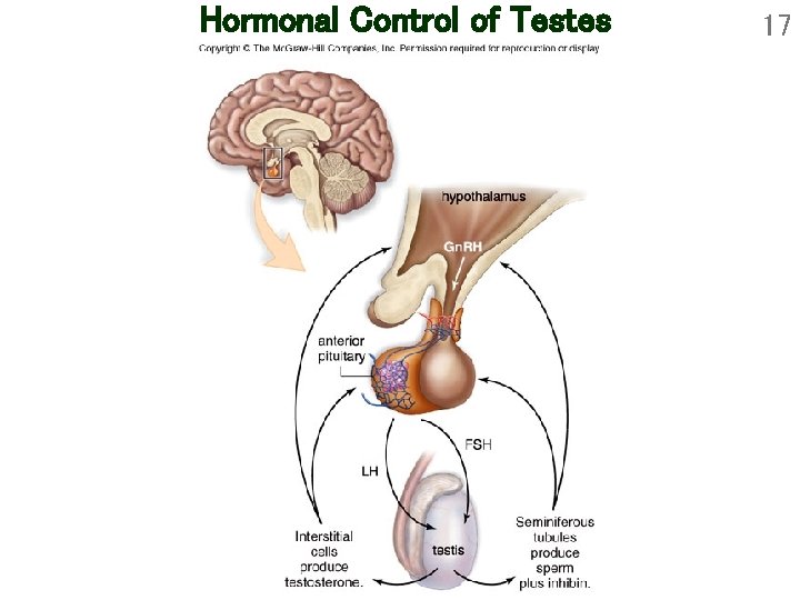 Hormonal Control of Testes 17 