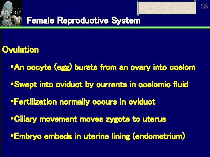 18 Female Reproductive System Ovulation An oocyte (egg) bursts from an ovary into coelom