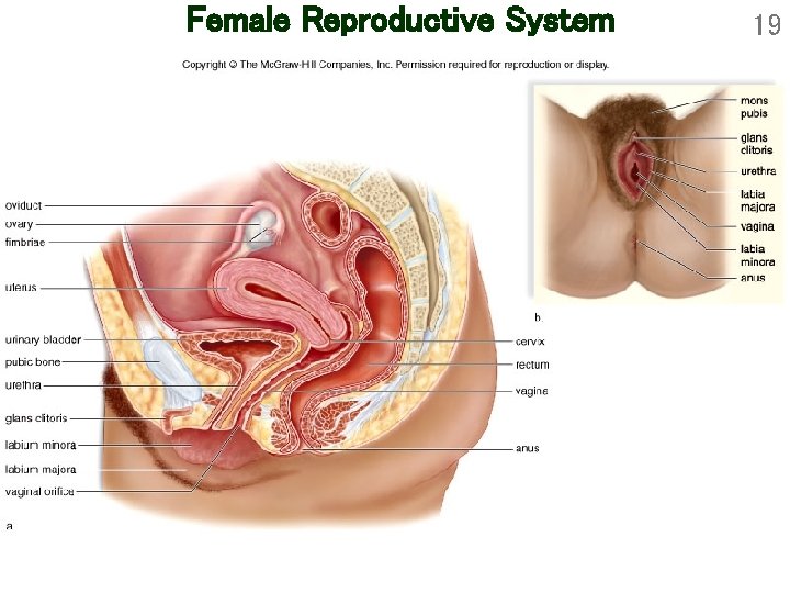 Female Reproductive System 19 
