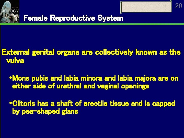 20 Female Reproductive System External genital organs are collectively known as the vulva Mons