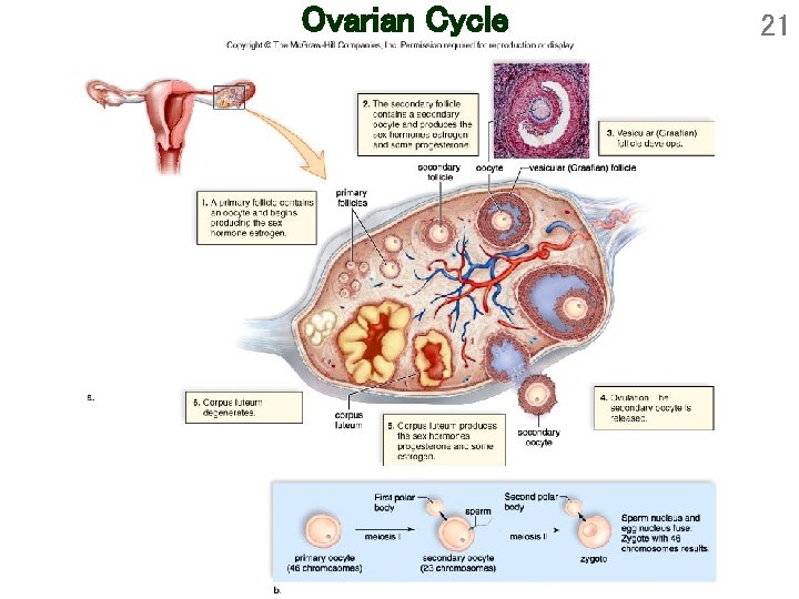 Ovarian Cycle 21 