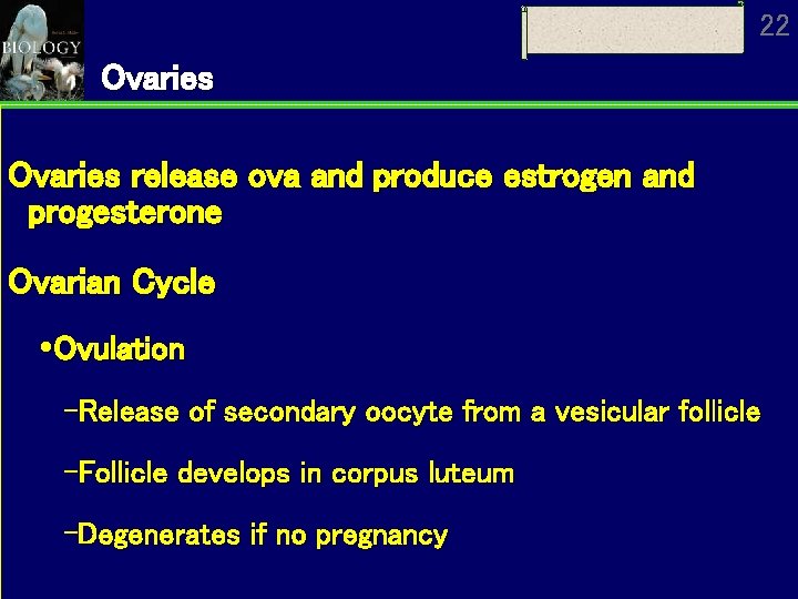 22 Ovaries release ova and produce estrogen and progesterone Ovarian Cycle Ovulation Release of