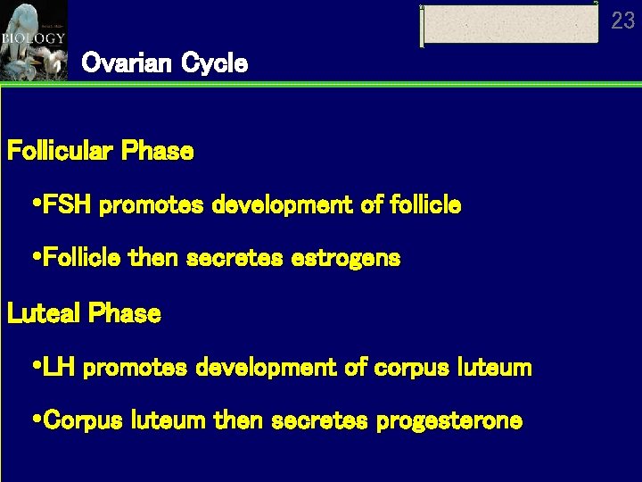 23 Ovarian Cycle Follicular Phase FSH promotes development of follicle Follicle then secretes estrogens