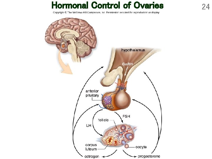 Hormonal Control of Ovaries 24 