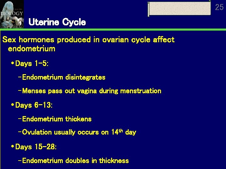 25 Uterine Cycle Sex hormones produced in ovarian cycle affect endometrium Days 1 -5: