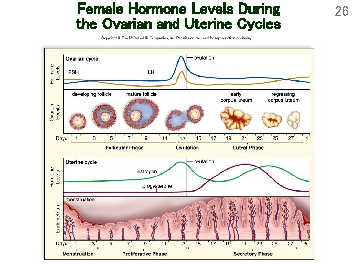 Female Hormone Levels During the Ovarian and Uterine Cycles 26 