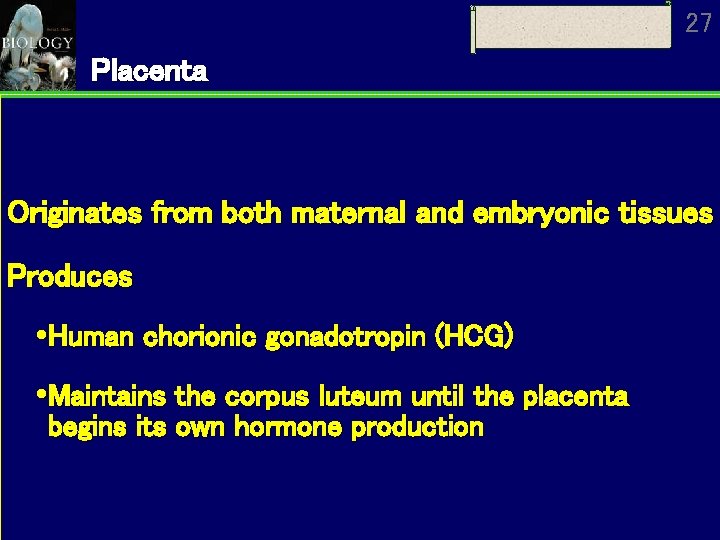 27 Placenta Originates from both maternal and embryonic tissues Produces Human chorionic gonadotropin (HCG)