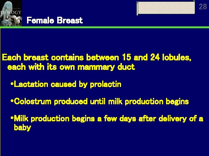 28 Female Breast Each breast contains between 15 and 24 lobules, each with its