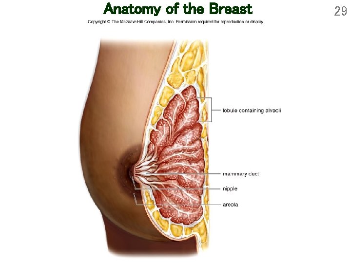 Anatomy of the Breast 29 