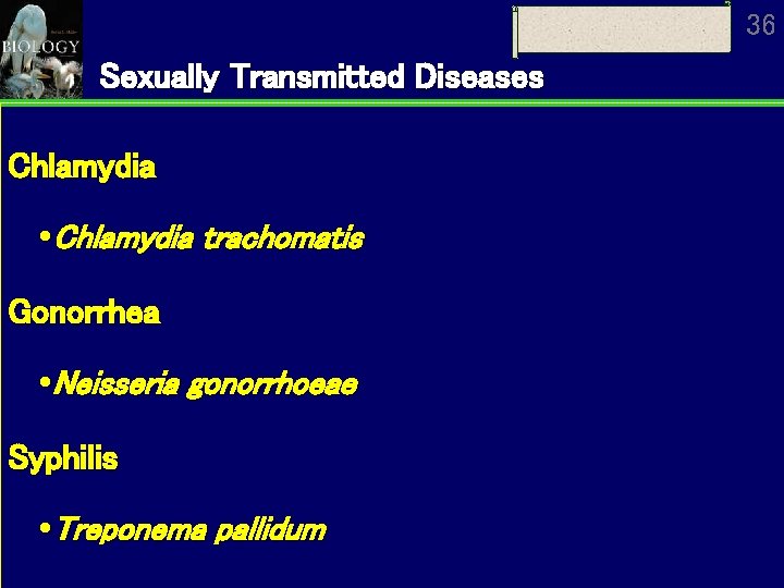 36 Sexually Transmitted Diseases Chlamydia trachomatis Gonorrhea Neisseria gonorrhoeae Syphilis Treponema pallidum 