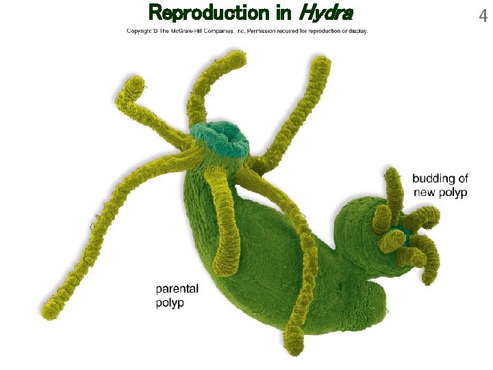 Reproduction in Hydra 4 