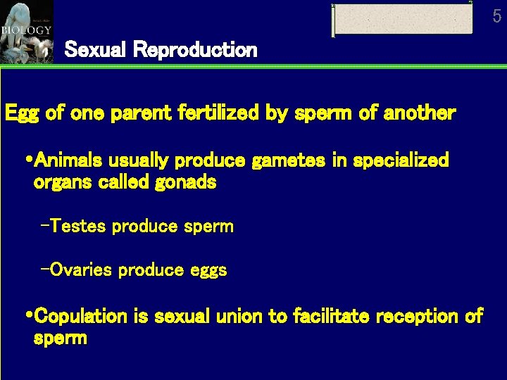 5 Sexual Reproduction Egg of one parent fertilized by sperm of another Animals usually