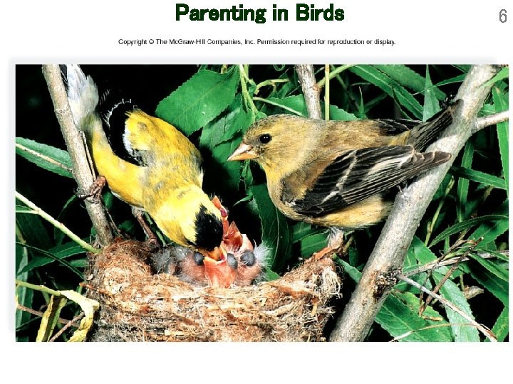 Parenting in Birds 6 