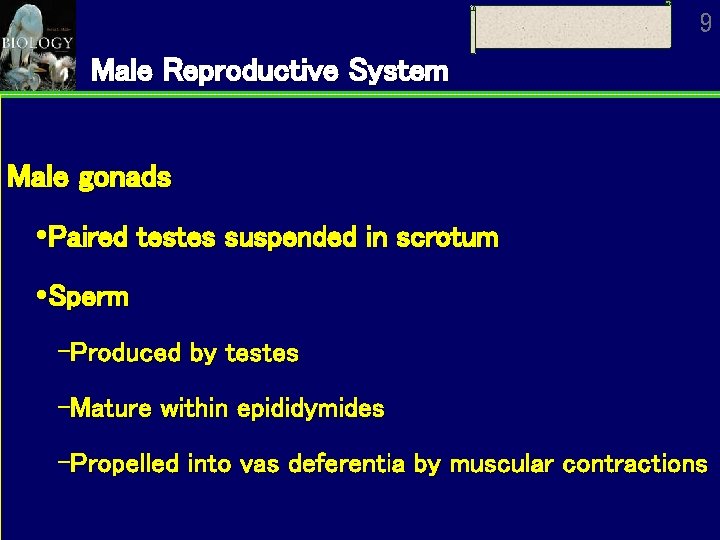 9 Male Reproductive System Male gonads Paired testes suspended in scrotum Sperm Produced by