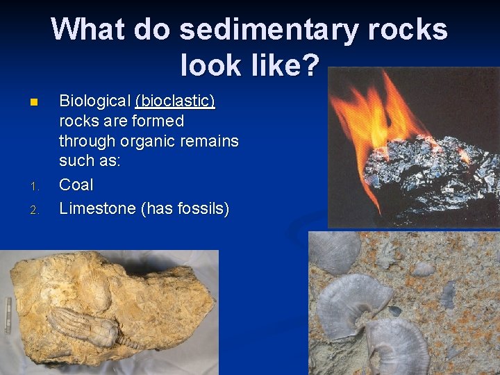 What do sedimentary rocks look like? n 1. 2. Biological (bioclastic) rocks are formed