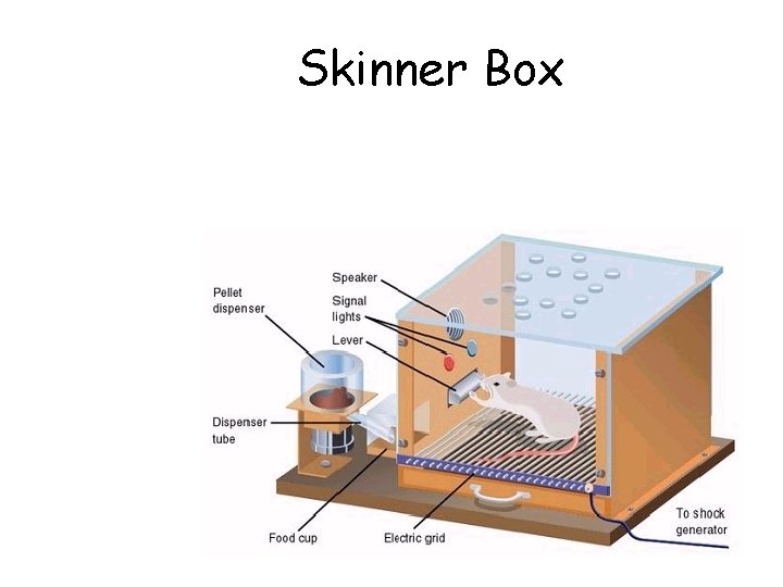 Skinner Box 
