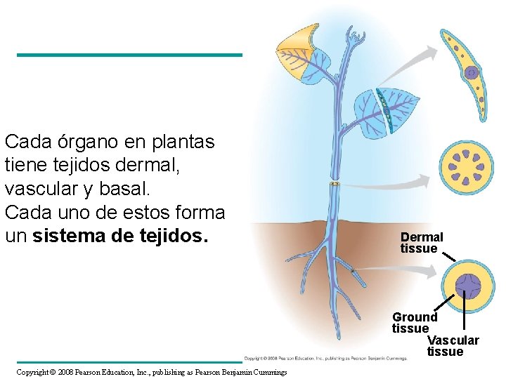 Cada órgano en plantas tiene tejidos dermal, vascular y basal. Cada uno de estos