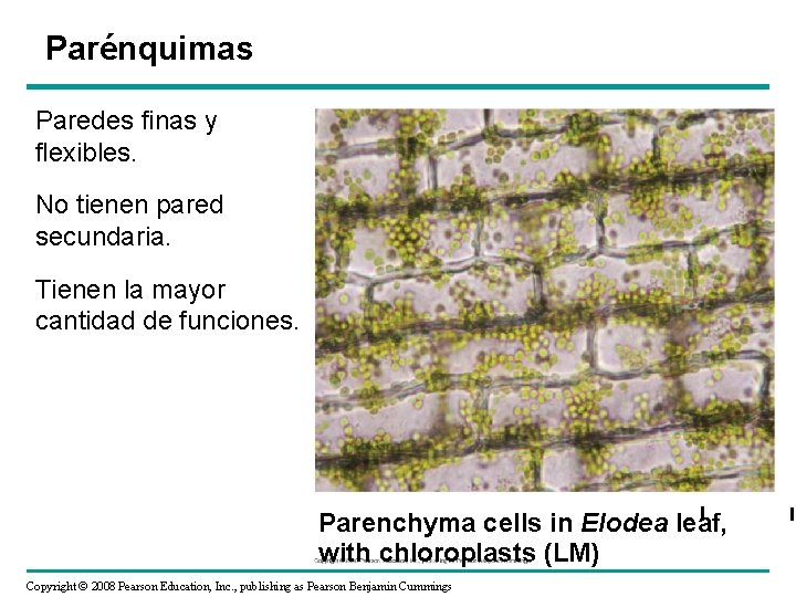 Parénquimas Paredes finas y flexibles. No tienen pared secundaria. Tienen la mayor cantidad de