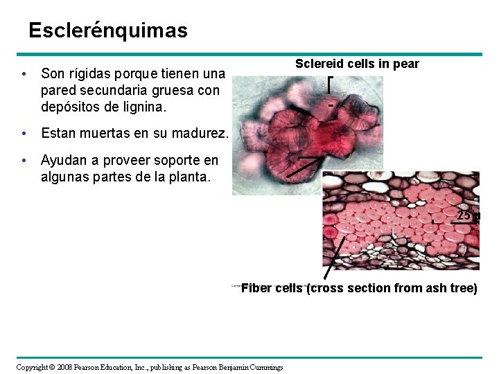Esclerénquimas Sclereid cells in pear • Son rígidas porque tienen una pared secundaria gruesa